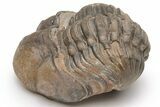 Reedops Trilobite - Atchana, Morocco #224356-1